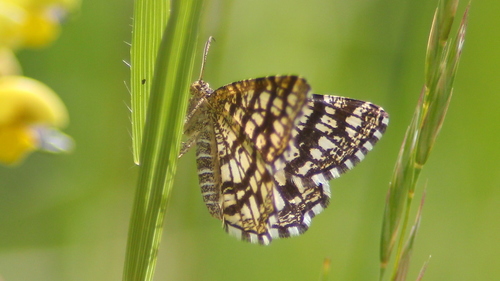 Latticed Heath