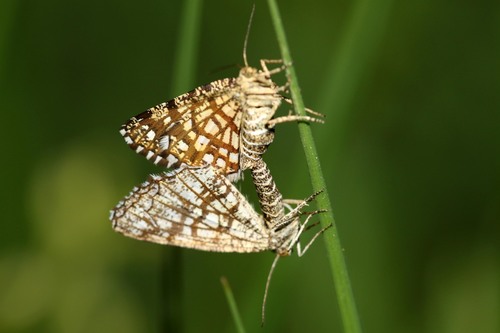 Latticed Heath