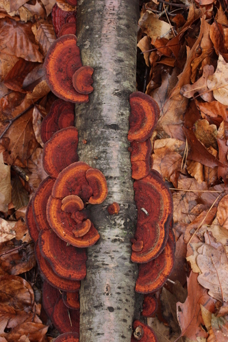 Thin-walled Maze Polypore