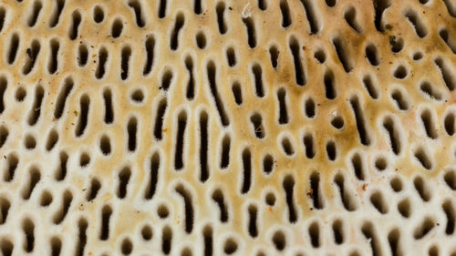 Thin-walled Maze Polypore