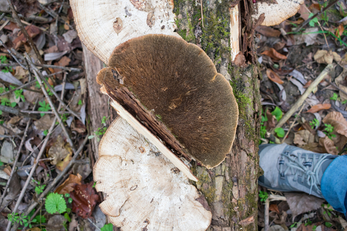 Thin-walled Maze Polypore