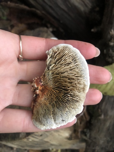 Thin-walled Maze Polypore