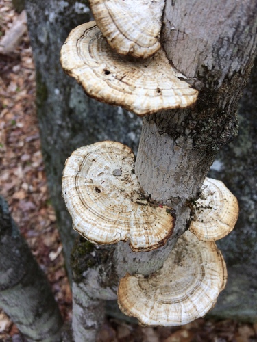 Thin-walled Maze Polypore