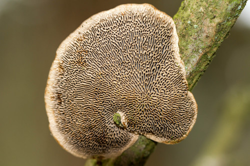 Thin-walled Maze Polypore