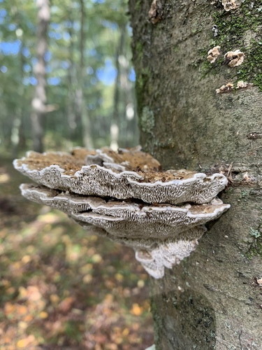 Thin-walled Maze Polypore
