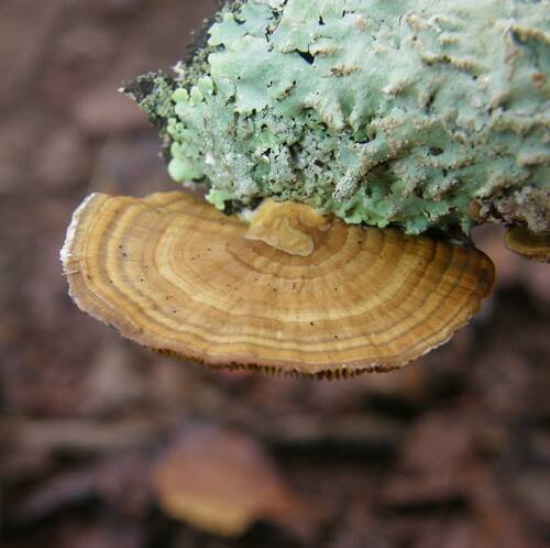 Thin-walled Maze Polypore