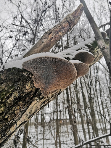 Thin-walled Maze Polypore