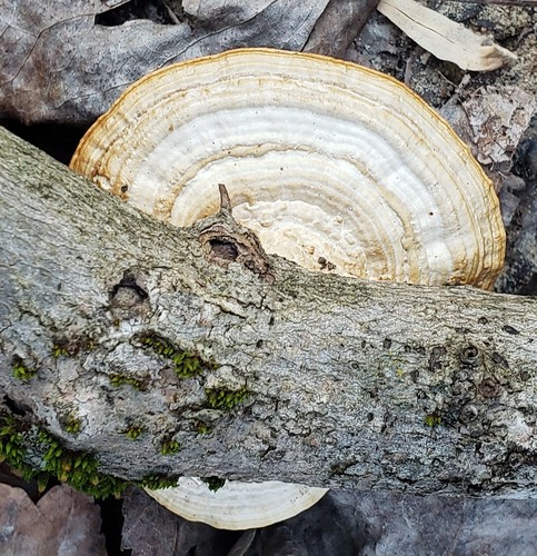 Thin-walled Maze Polypore