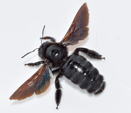 Violet Carpenter Bee