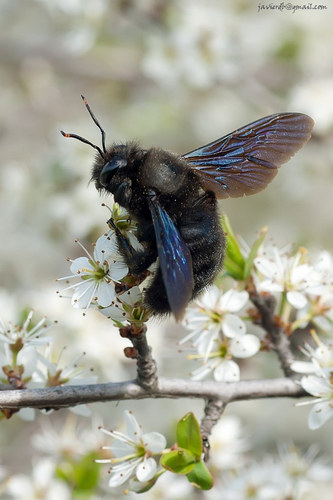 Violet Carpenter Bee