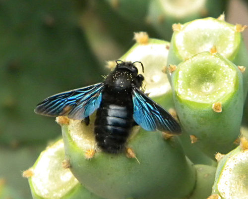 Violet Carpenter Bee