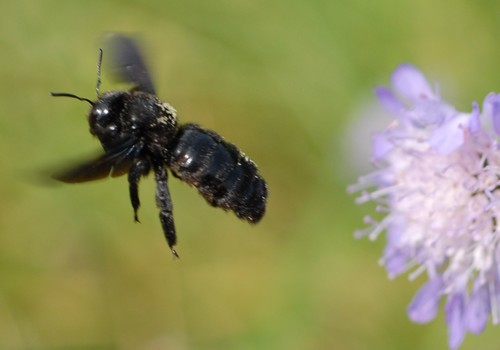 Violet Carpenter Bee