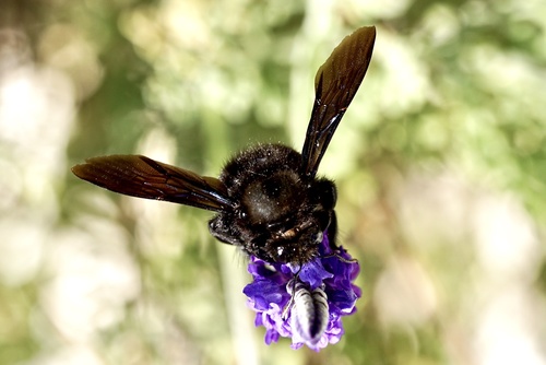 Violet Carpenter Bee