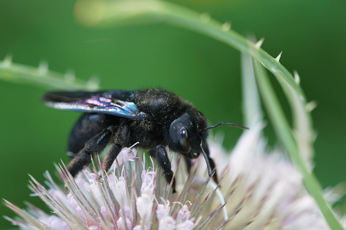 Violet Carpenter Bee