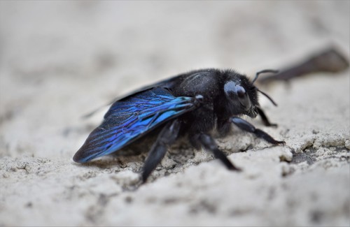 Violet Carpenter Bee