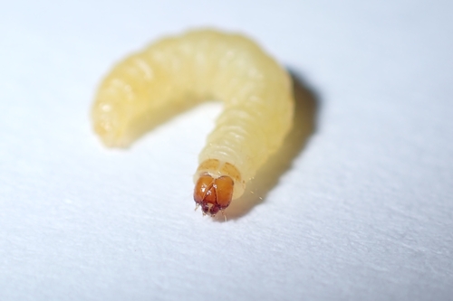 Indian-Meal Moth