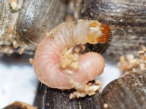 Indian-Meal Moth