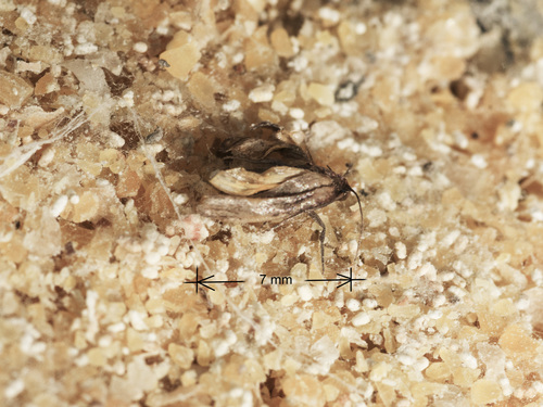 Indian-Meal Moth