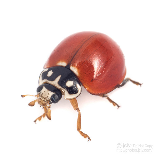 Spotless Lady Beetle