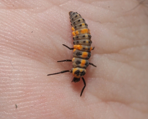Spotless Lady Beetle