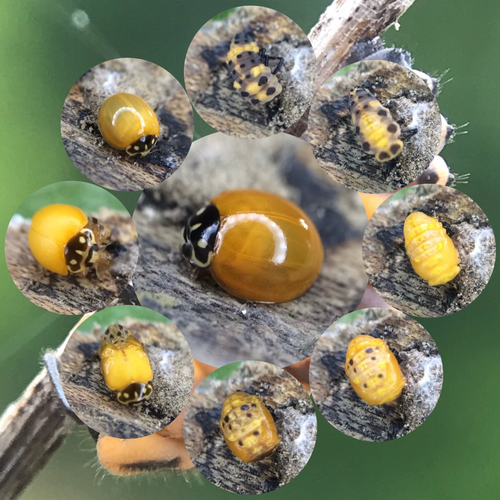 Spotless Lady Beetle