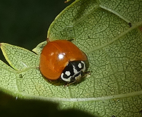 Spotless Lady Beetle