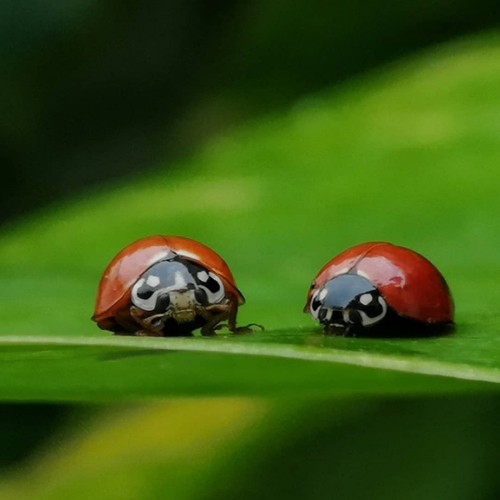 Spotless Lady Beetle