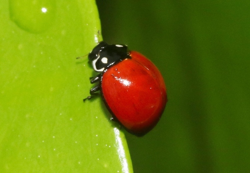 Spotless Lady Beetle