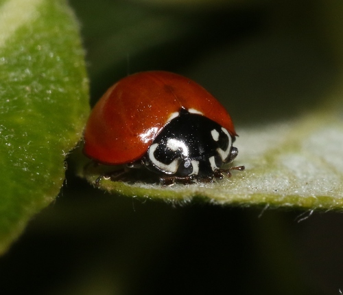 Spotless Lady Beetle