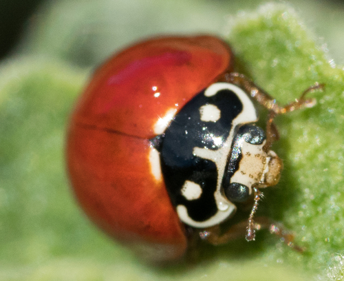 Spotless Lady Beetle