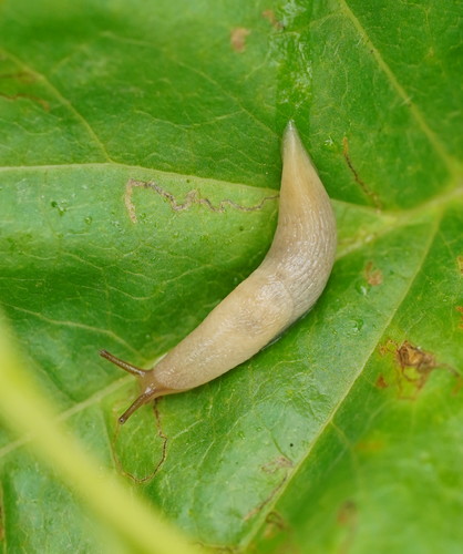Milky Slug