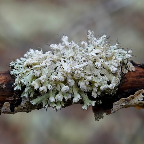 Hooded Rosette Lichen