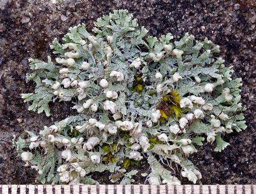 Hooded Rosette Lichen