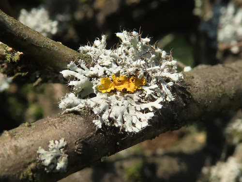 Hooded Rosette Lichen