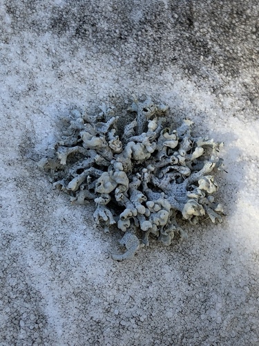 Hooded Rosette Lichen