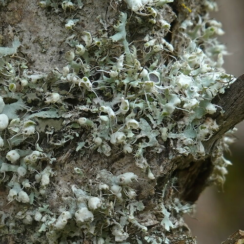 Hooded Rosette Lichen