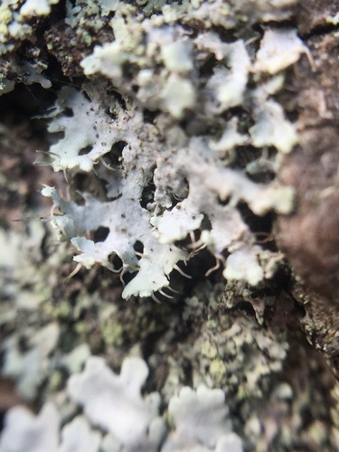 Hooded Rosette Lichen