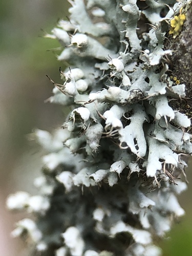 Hooded Rosette Lichen
