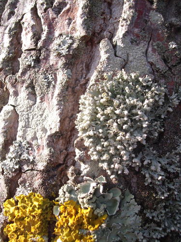Hooded Rosette Lichen