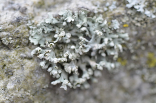 Hooded Rosette Lichen