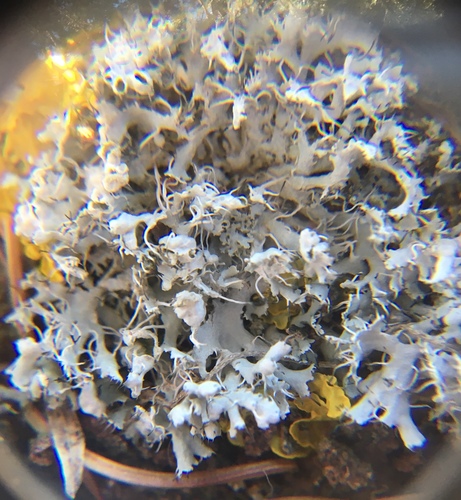 Hooded Rosette Lichen