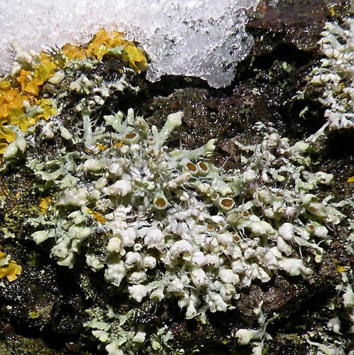 Hooded Rosette Lichen