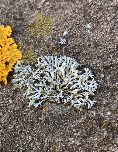 Hooded Rosette Lichen