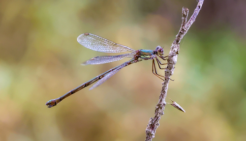 Western Willow Spreadwing