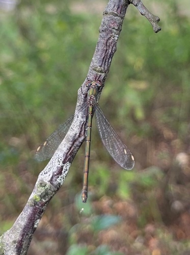 Western Willow Spreadwing