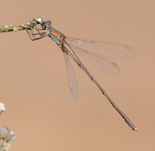Western Willow Spreadwing