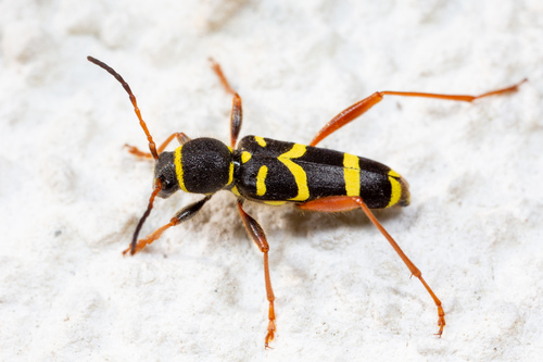 Wasp Beetle