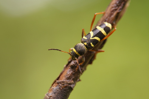 Wasp Beetle