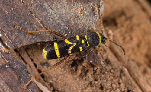 Wasp Beetle