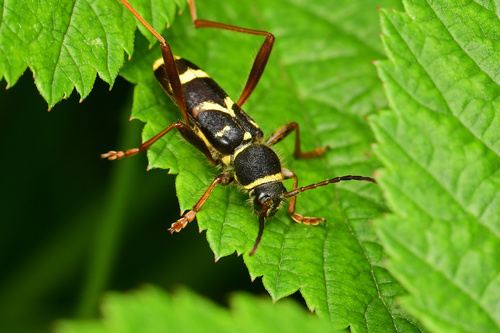 Wasp Beetle